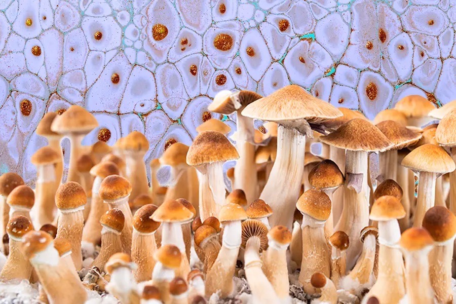 golden teacher